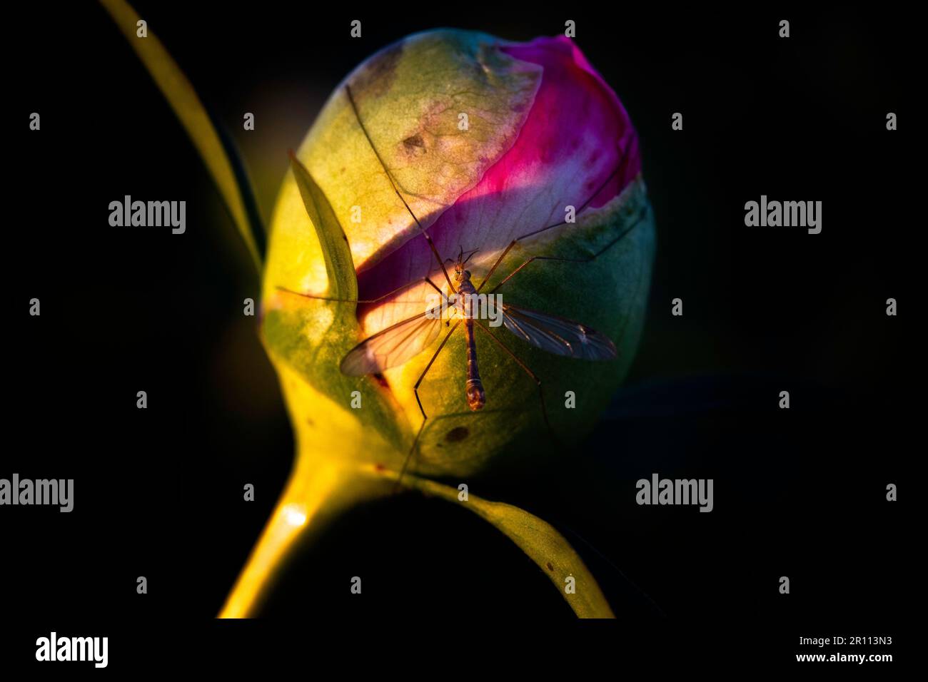 Una gru a mosca (cranefly) sorsegge il nettare dal germoglio di fiore ingrandito di un arbusto di peonia durante l'ora di luce dorata. Questa è una vista di primavera comune. Foto Stock