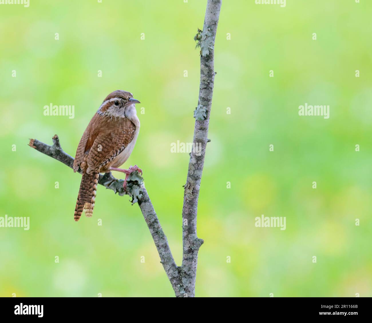 Carolina Wren arroccato su un ramo di albero guardando a destra. Foto Stock