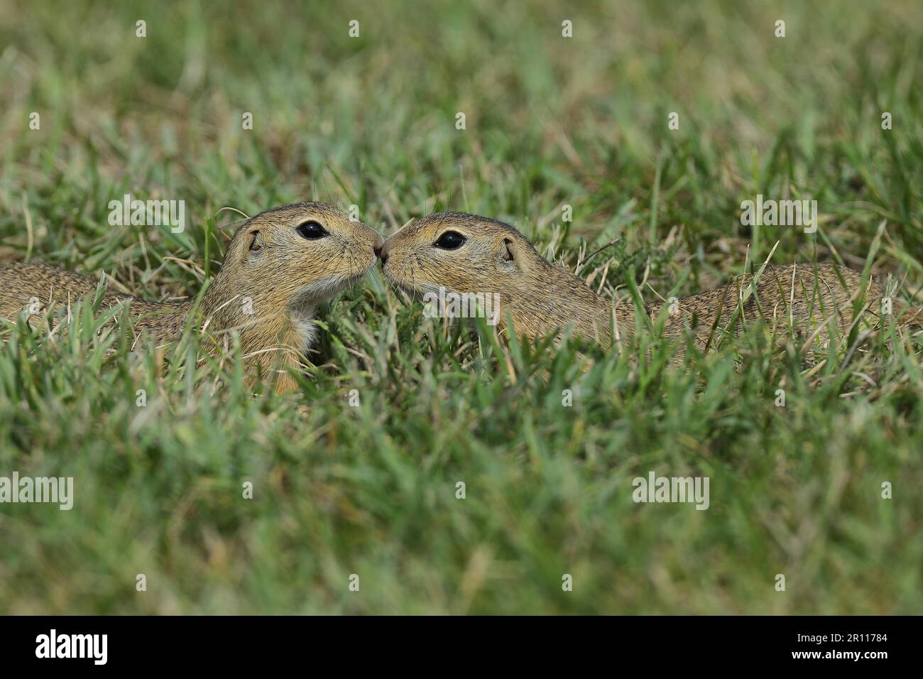 Scoiattolo di terra europeo (Spermophilus citellus) in un prato, due animali si incontrano e si annientano, Burgenland Austria Foto Stock