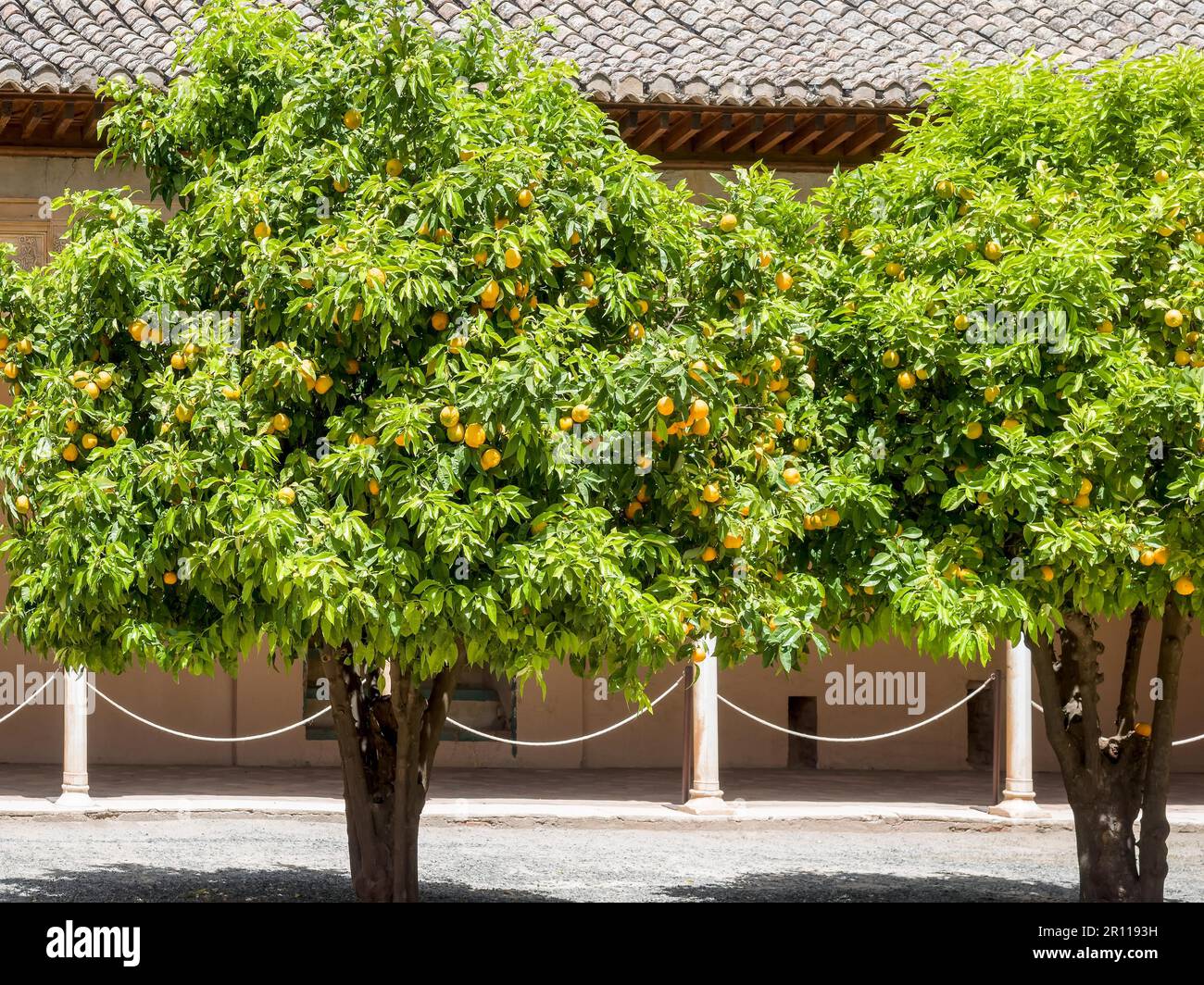GRANADA, ANDALUCIA/SPAGNA - 7 MAGGIO : Arancio al Palazzo dell'Alhambra a Granada Andalucia Spagna il 7 maggio 2014 Foto Stock