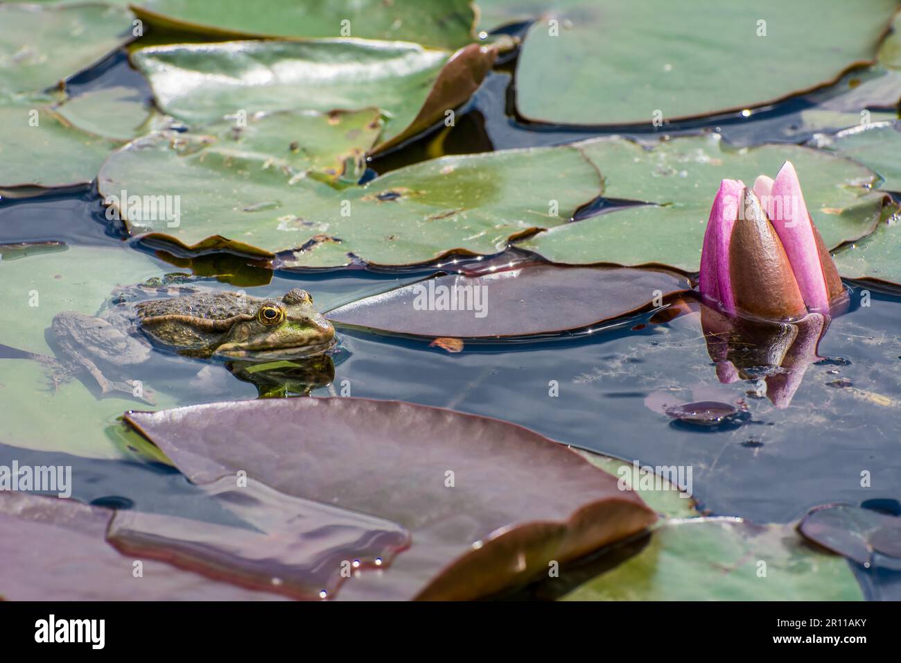 Rana in appoggio sulle foglie di un giglio di acqua Foto Stock