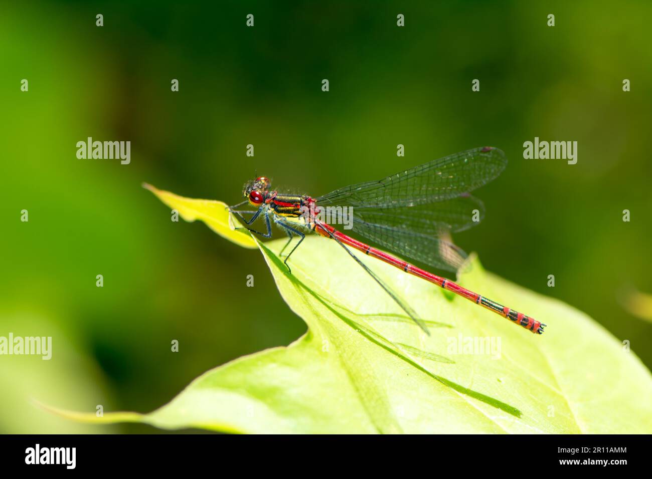 Macro di un rosso damselfly su una foglia Foto Stock