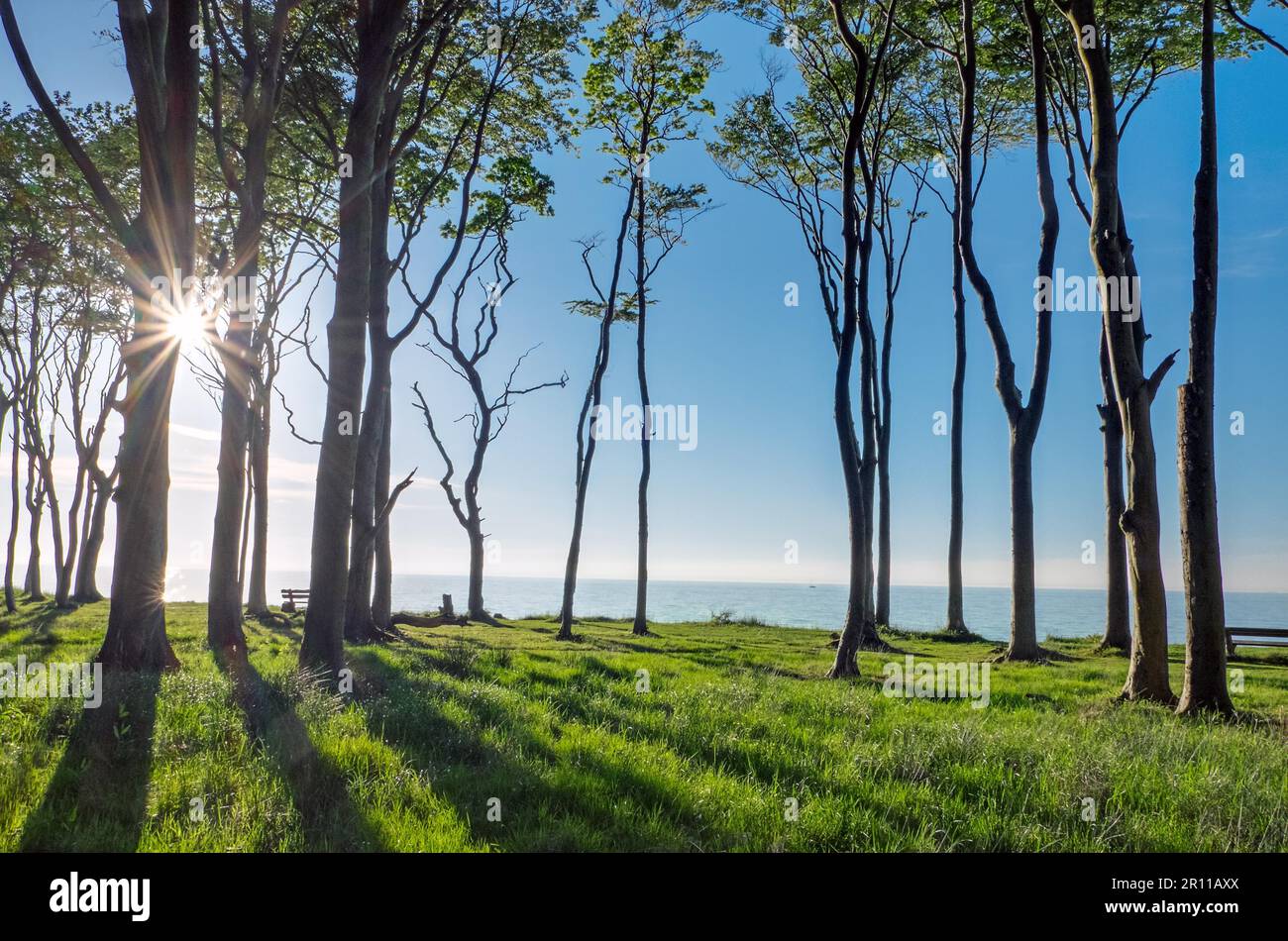 Il sole splende tra gli alberi della costa baltica Foto Stock