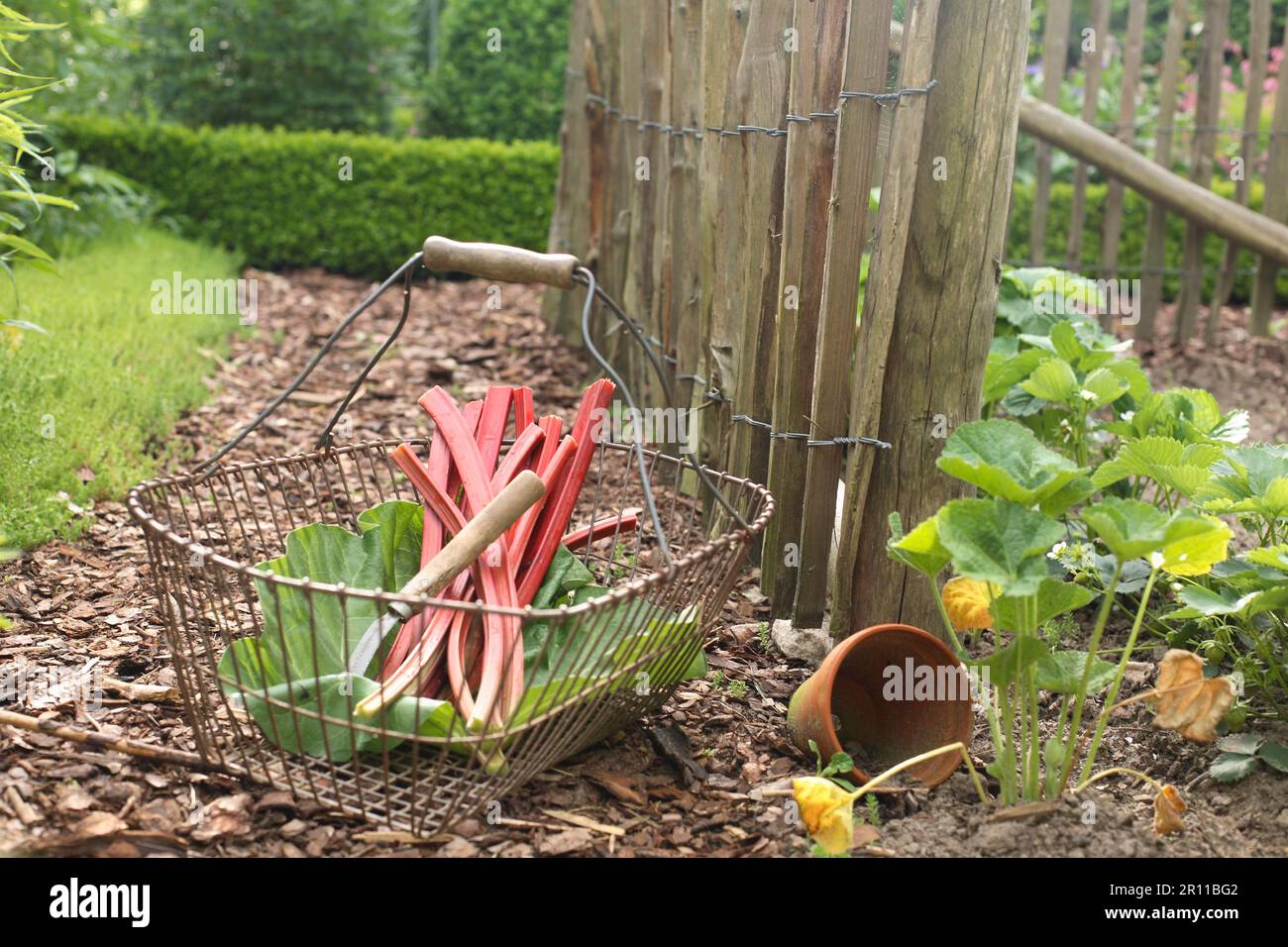 Rabarbaro appena raccolto (Rheum rabarum) Foto Stock