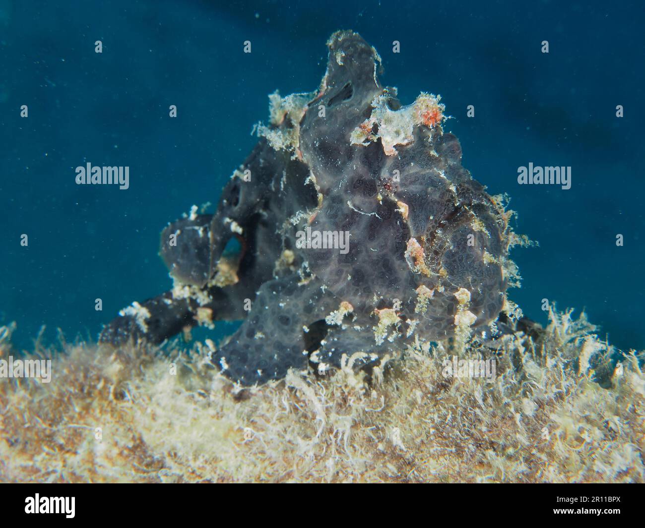 Rana pescatrice gigante nera (Antennarius commerson), Dive Site House Reef, Mangrove Bay, El Quesir, Mar Rosso, Egitto Foto Stock