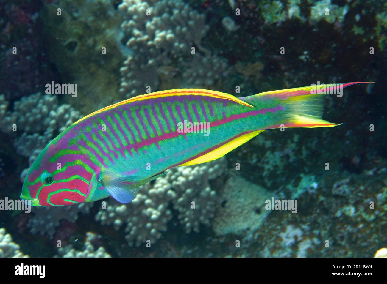 Red Sea Junker (Thalassoma rueppellii), Dive Site House Reef, Mangrove Bay, El Quesir, Mar Rosso, Egitto Foto Stock