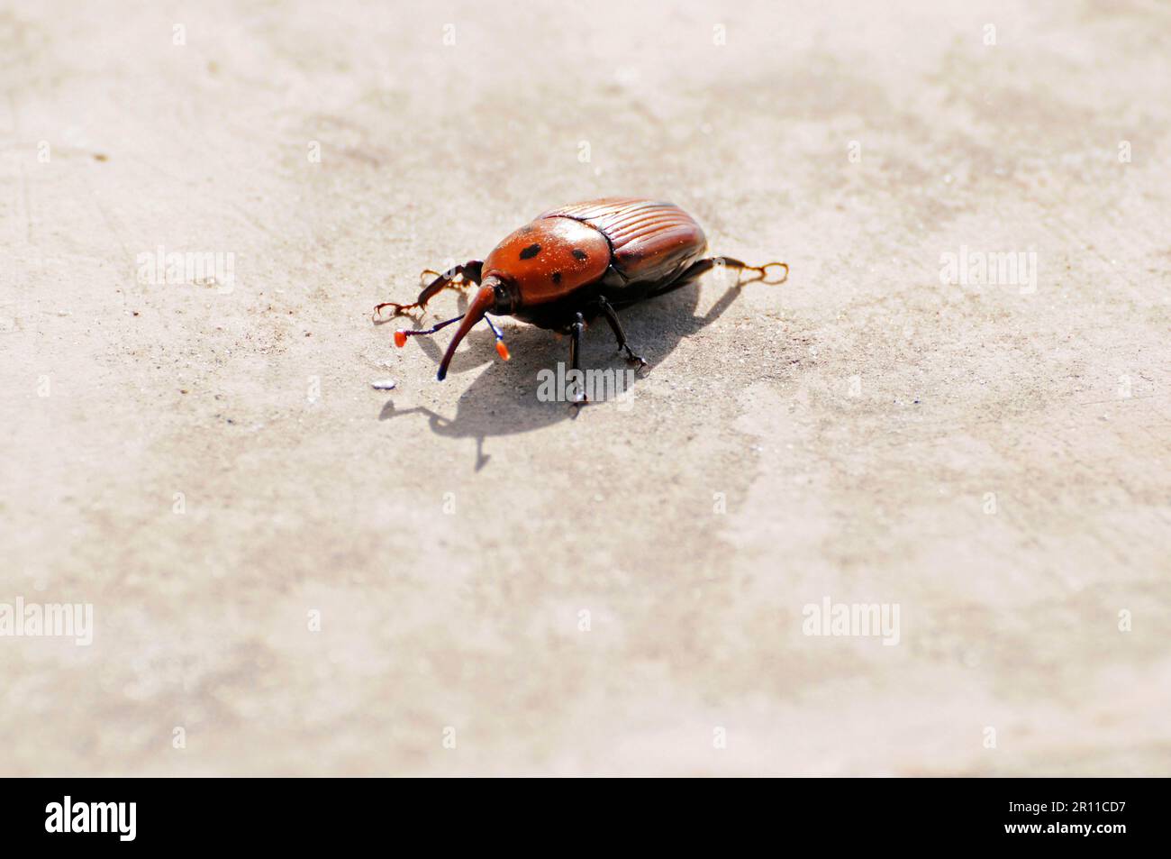 Dolce di palma rossa (Rhynchophorus ferrugineus), dolce di palma, coleottero, vermin, dattilefera di Phoenix, Costa Blanca, Provincia di Alicante Foto Stock