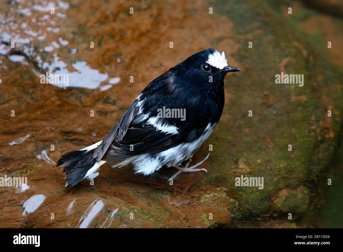 Piccola coda di cavallo, piccola coda di cavallo, piccola coda di cavallo, piccola coda di cavallo, piccola coda di cavallo, Piccolo Forktail, songbirds, animali, uccelli, piccolo Forktail Foto Stock