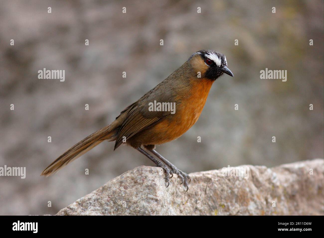 Cachinnans Strephocincla, Cachinnans Trochalopteron, Thrush di Laughing con crema di cannella, Thrush di Laughing con crema di cannella, Laughing con crema di cannella Foto Stock