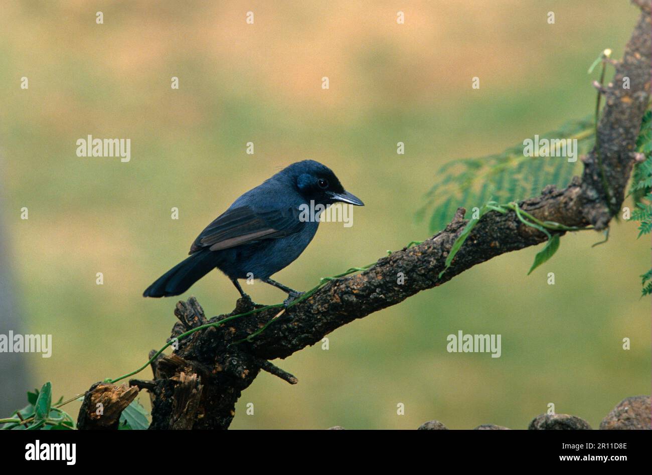 Shrike lutto, uccelli canori, animali, uccelli, boubou ardesia (Laniarius funebris) arroccato Foto Stock