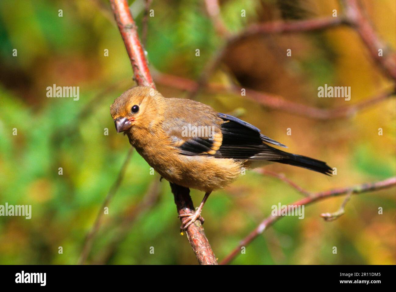 Pappagallini eurasiatici (Pyrhula pirrhula), pappagallini, uccelli, animali, uccelli, finches, bullfinch giovane Foto Stock