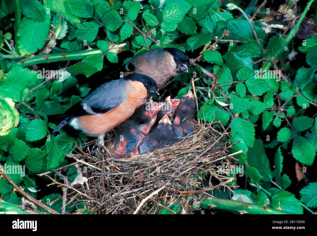 Bullfinch eurasiatica (Pyrhula pirrhula) coppia nido, giovane esigente (S) Foto Stock