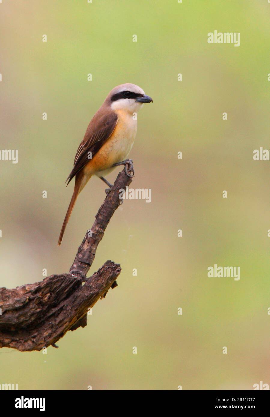 Scarpata marrone, scarpata rossa, uccelli canori, animali, uccelli, Marrone Shrike (Lanius cristatus lucionensis) maschio immaturo, primo anno piombato, arroccato su Foto Stock