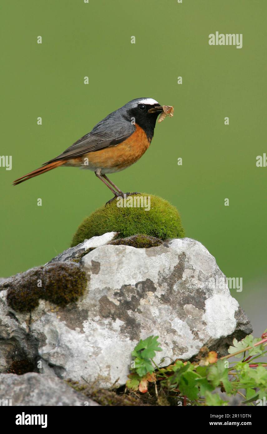 Redstart, redstart comune (Fenicurus phoenicurus), redstart, songbirds, animali, Uccelli, Comune Redstart maschio adulto, con la falena in becco, arroccato su Foto Stock