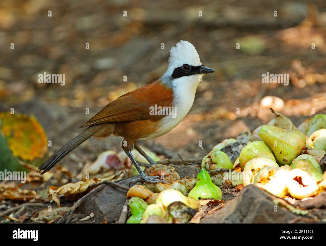 White-Crested Laughingthrush, White-Crested Laughing Thrush, corvids, songbirds, animali, Uccelli, Laughingthrush bianco-crestato (leucolofus di Garrulax Foto Stock