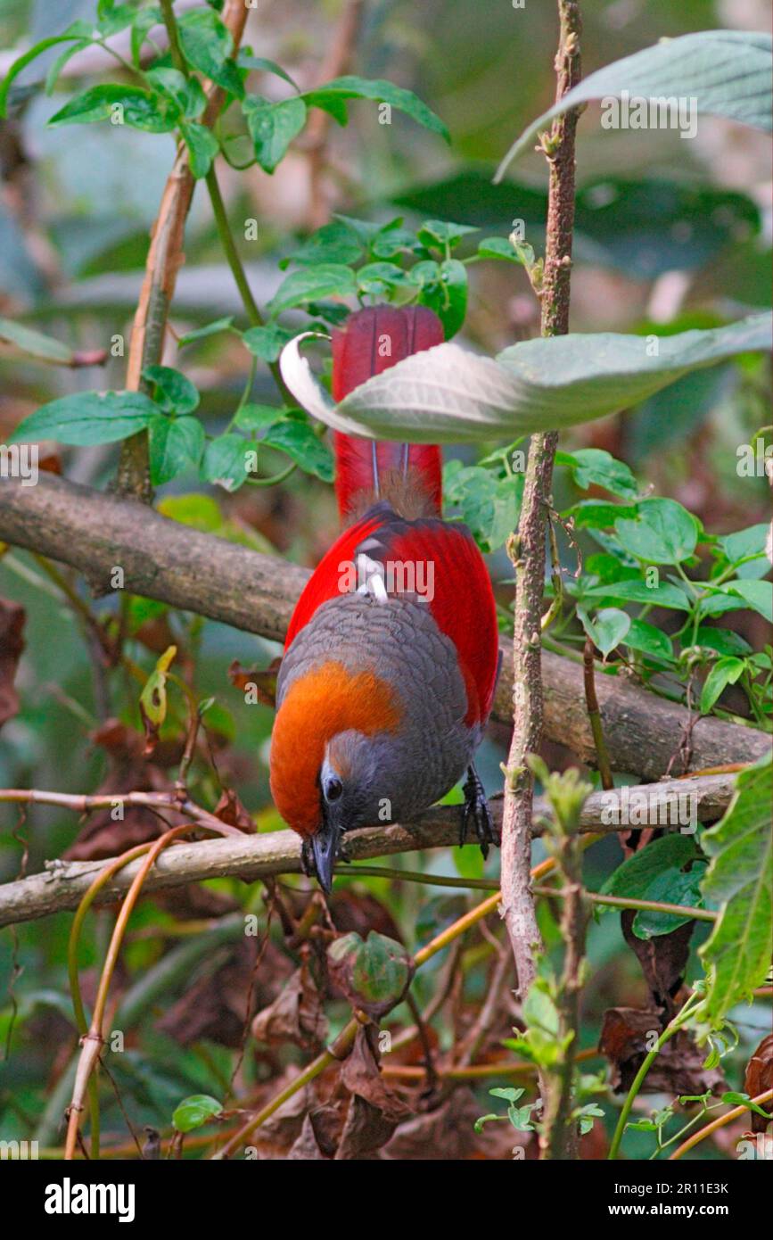 Laughingthrush dalla coda rossa (Garrulax milnei) adulto, arroccato sul ramo, Gaoligong Shan, Yunnan, Cina Foto Stock