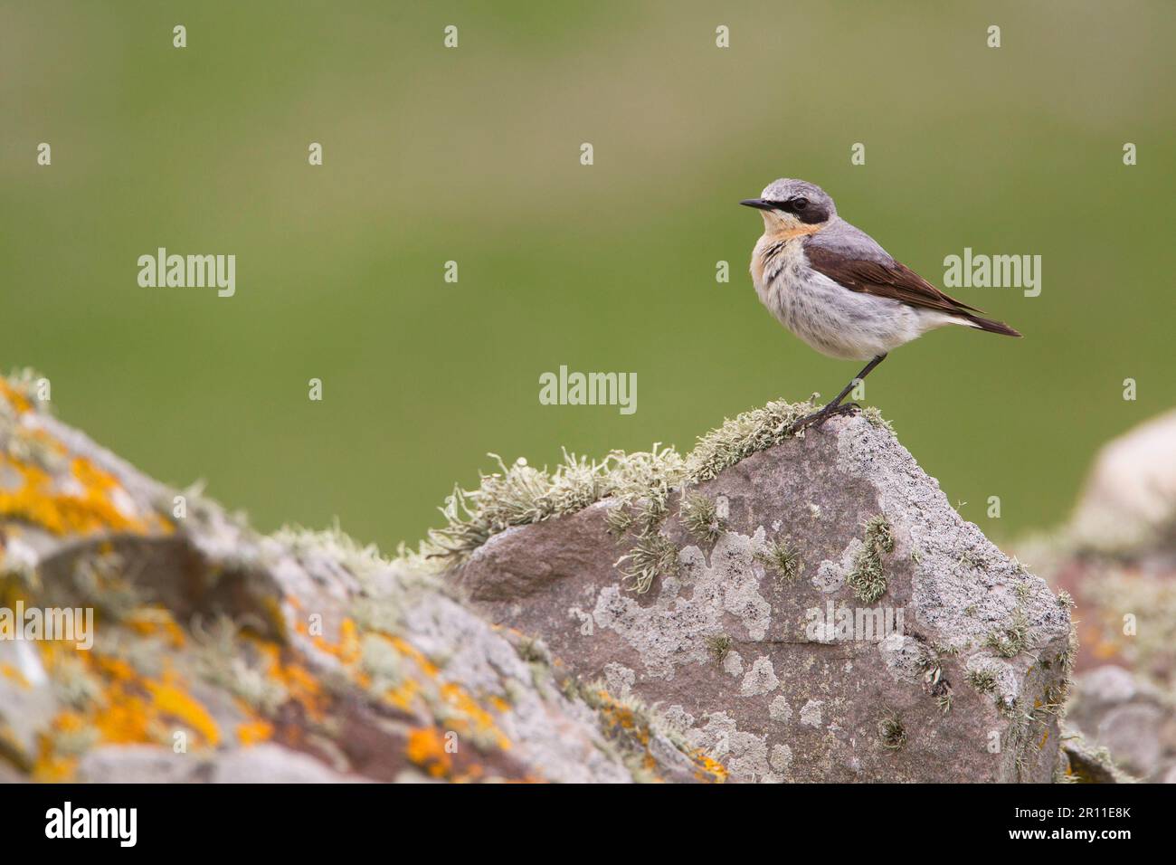 Wheatear settentrionale (Oenanthe oenanthe), uomo adulto, seduto su un muro di pietra a secco coperto di licheni, Isole Shetland, Scozia, Regno Unito Foto Stock