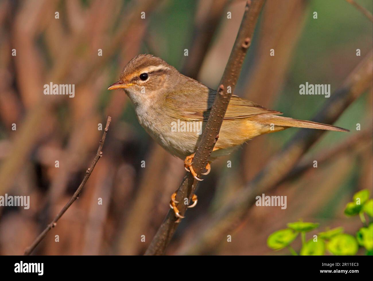 Guerrafaio di Radde (Phylloscopus schwarzi), uccelli canori, animali, uccelli, adulta Warbler di Radde, Arroccato su twig, Hebei, Cina Foto Stock