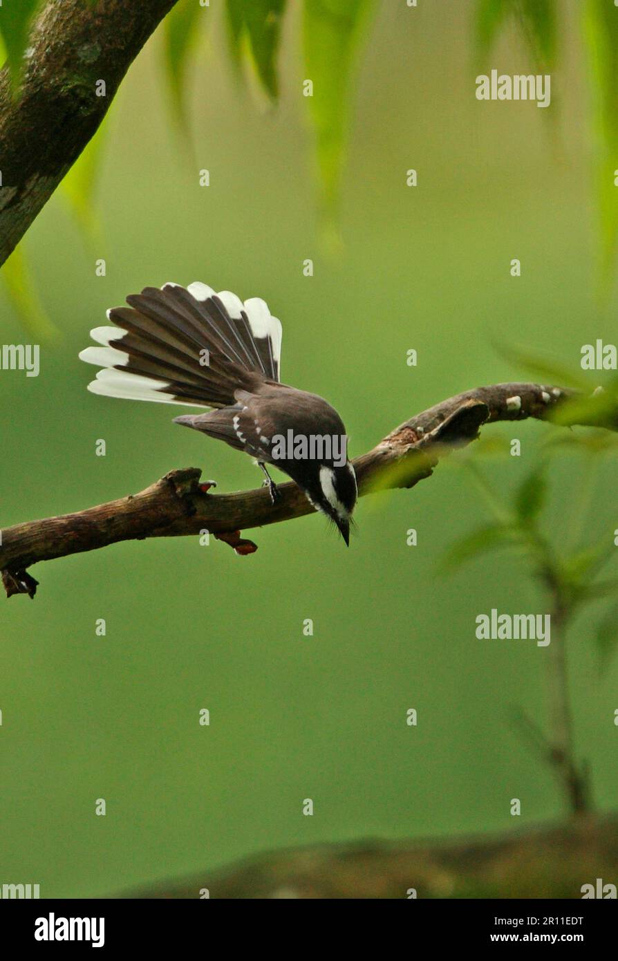 Fantail bianco-marrone (Rhipidura aureola), maschio adulto, Fantail in mostra, seduto su un ramo, Sri Lanka Foto Stock
