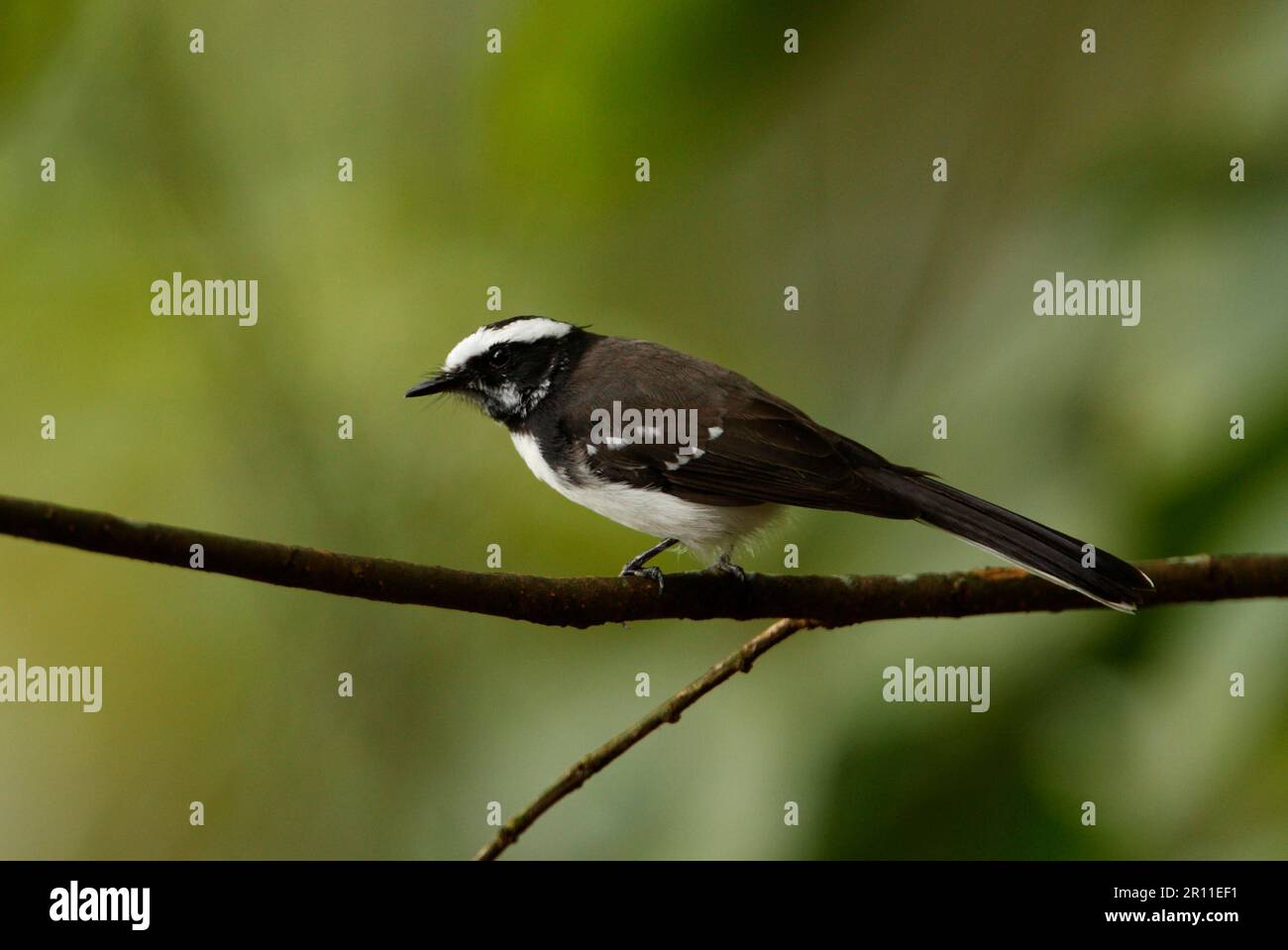Fan-tail, fantasma bianco-marrone (Rhipidura aureola), animali, Uccelli, fantasma bianco-marrone adulto, arroccato su ramoscello, Sri Lanka Foto Stock