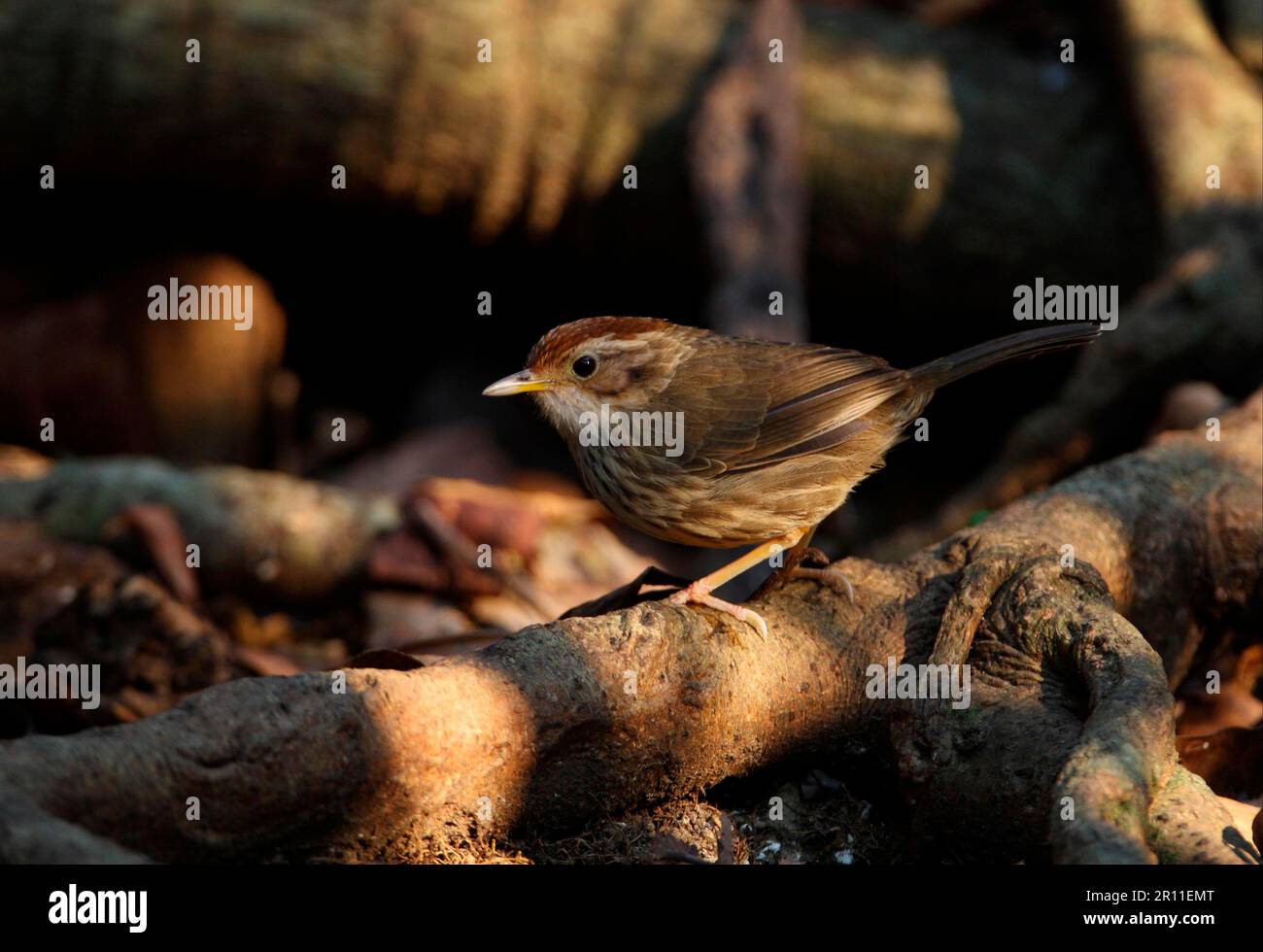 Cucciolone a strisce, cucciolone a strisce, uccelli, animali, uccelli, Babbler con soffio (Pellorneum ruficeps) adulto, arroccato sulla radice dell'albero Foto Stock