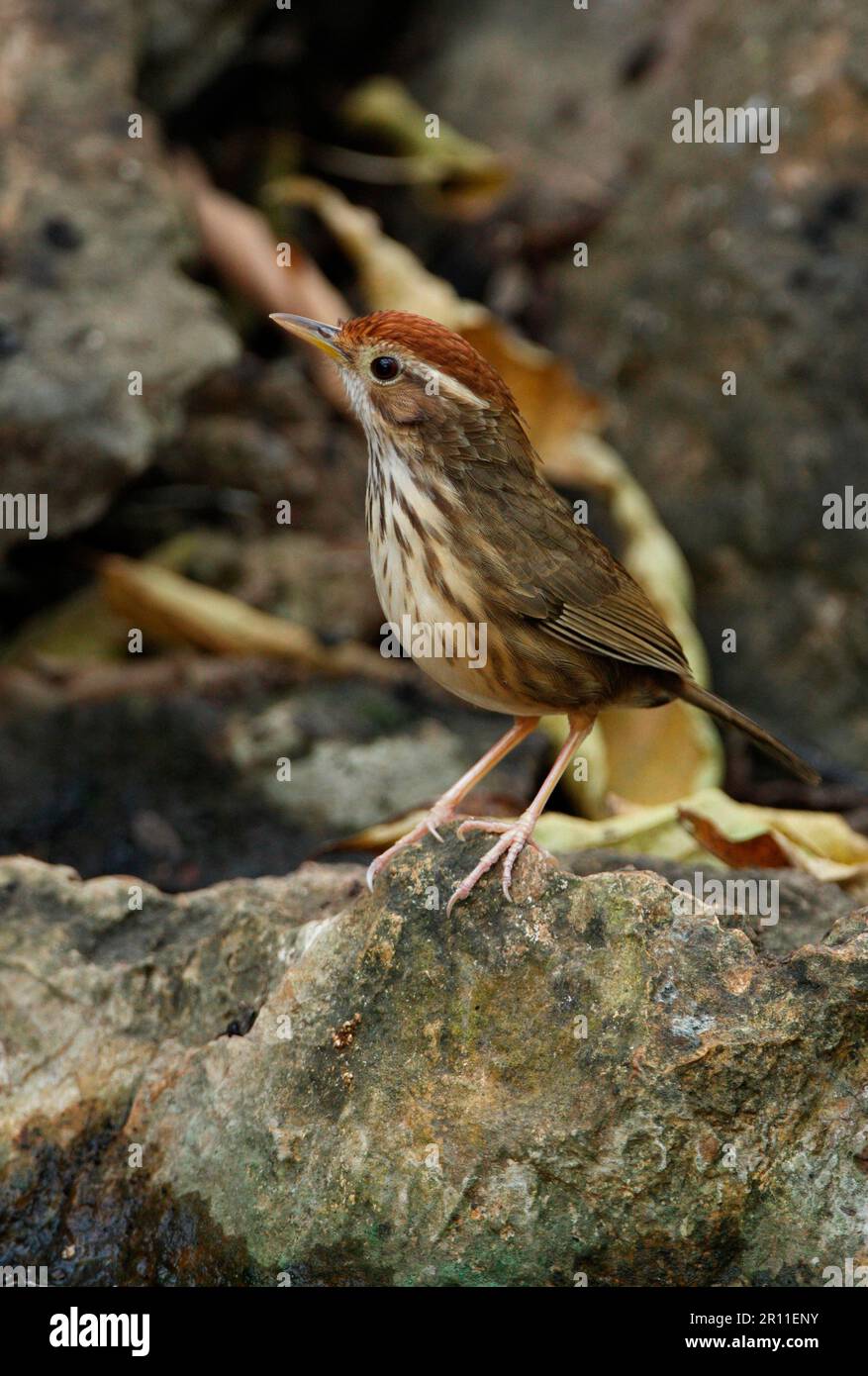 Cucciolaio a strisce, cucciolaio a strisce, uccelli, animali, uccelli, Babbler con soffio (Pellorneum ruficeps) adulto, arroccato sulla roccia Foto Stock
