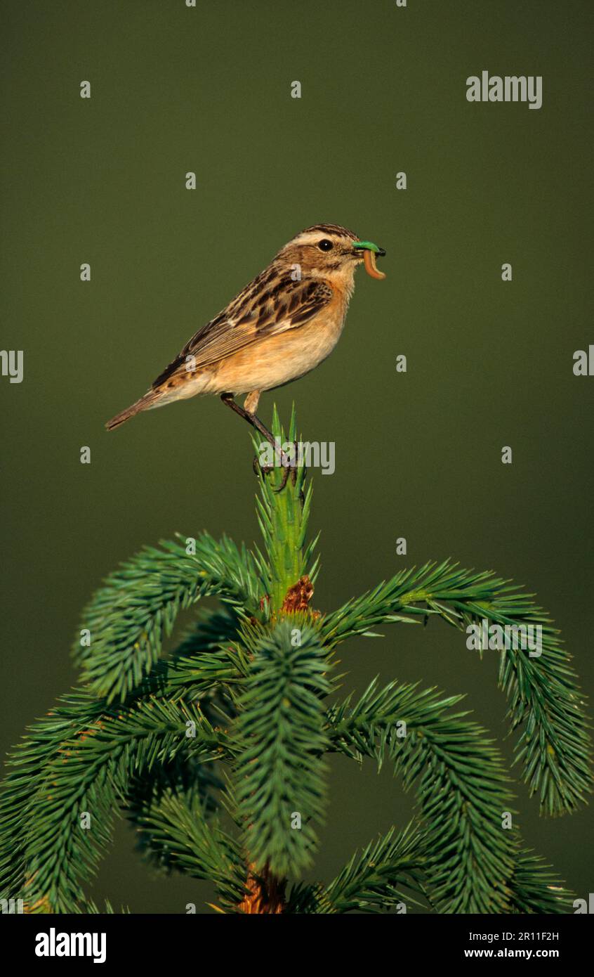 Whinchat (Saxicola rubetra), donna adulta, con cibo in becco, seduta su abete rosso, Scozia, Gran Bretagna Foto Stock