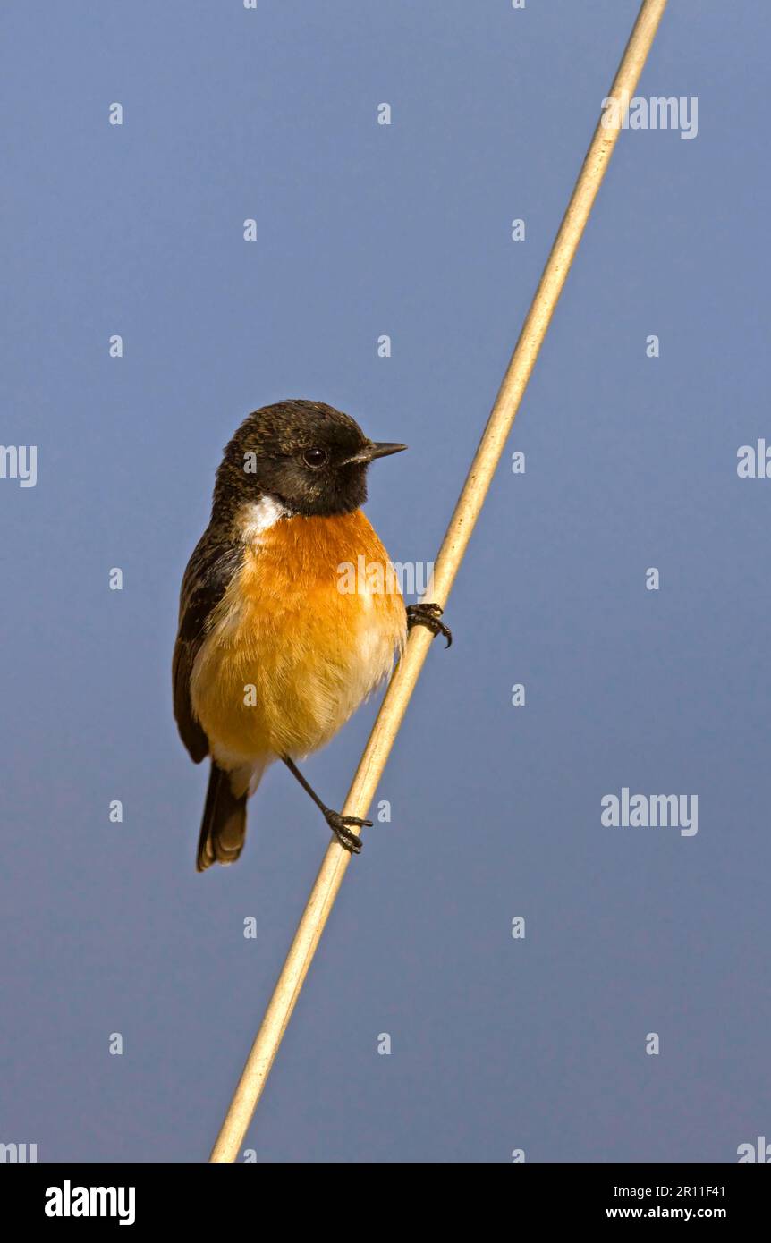 Stonechat Siberiano, Stonechat Siberiano, uccelli, animali, uccelli, Siberian Stonechat (Saxicola maurus) maschio adulto, arroccato su fusto di canna Foto Stock