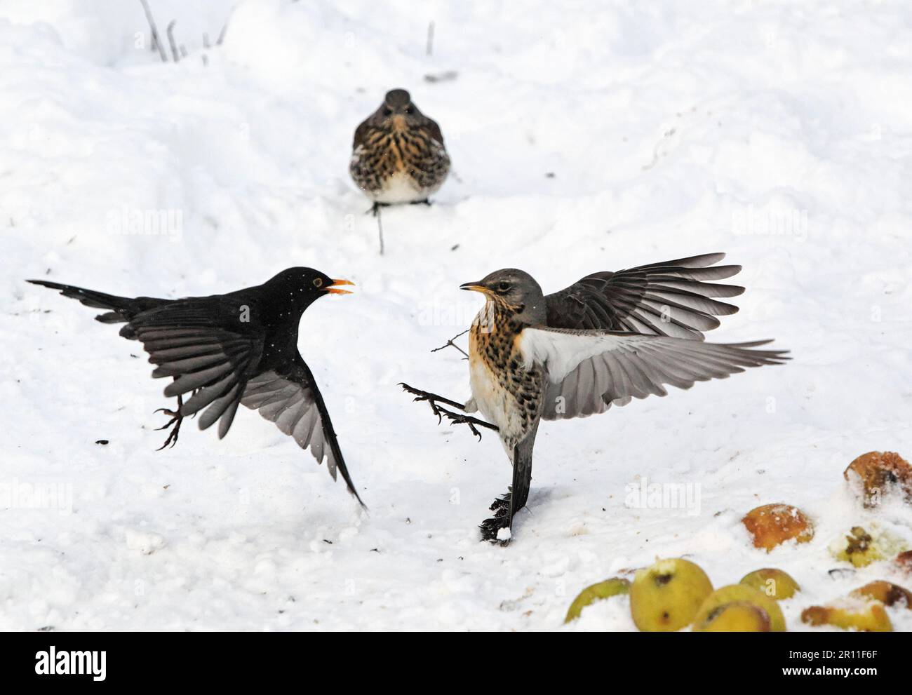 Campo adulto (Turdus pilaris) e merlo (Turdus merula) che combattono sulle mele nella neve, West Midlands, Inghilterra, Regno Unito Foto Stock