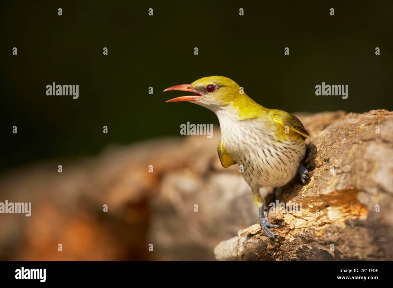 Golden Oriole, Golden Oriole adulta femmina, arroccato su log in foresta, Ungheria, eurasian Golden orioles (Oriolus oriolus), Whitsundays, songbirds Foto Stock