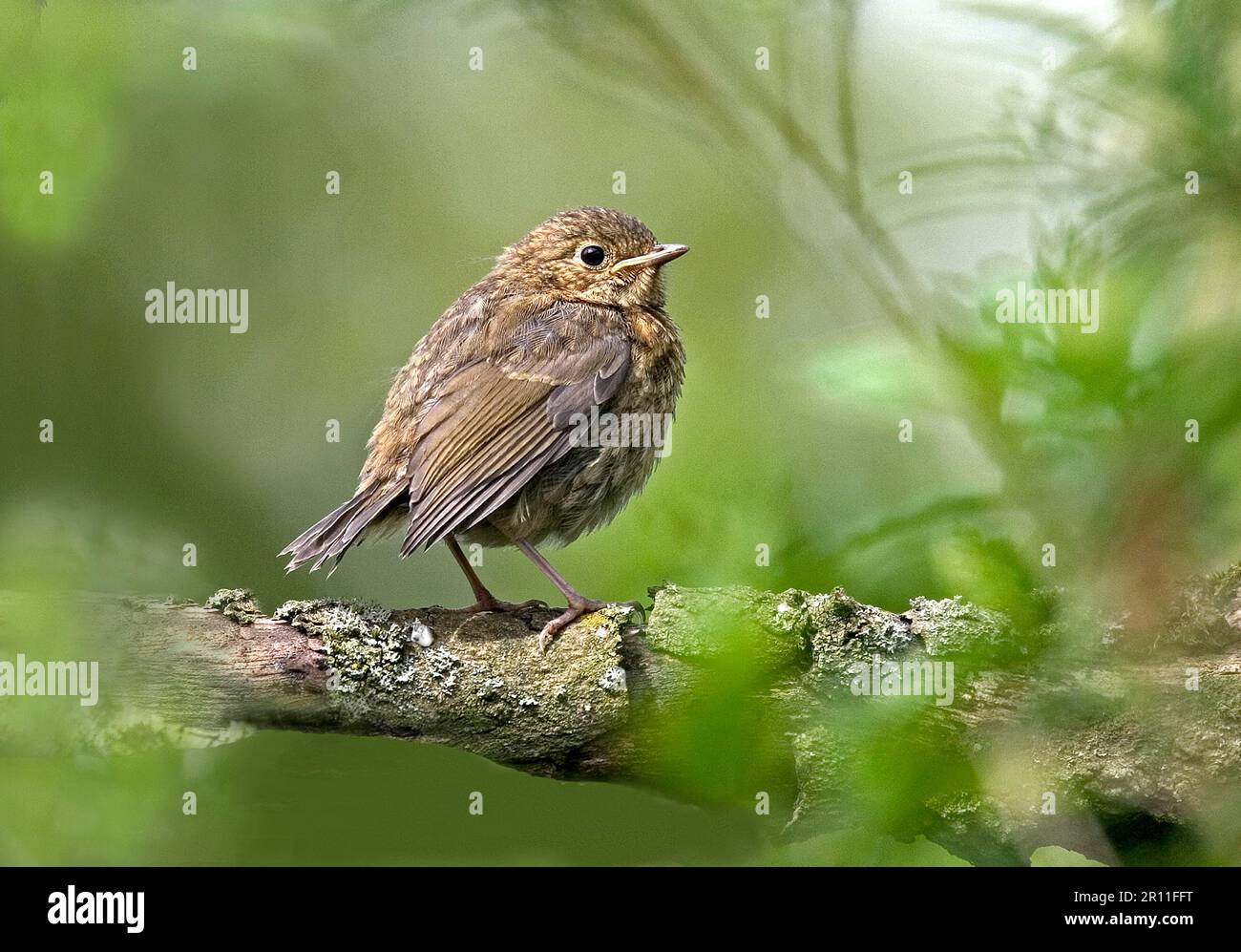 Rapina europea (Erithacus rubecula), uccelli canori, animali, uccelli, Robin europeo Giovanile, Washington, West Sussex, Inghilterra, Regno Unito Foto Stock