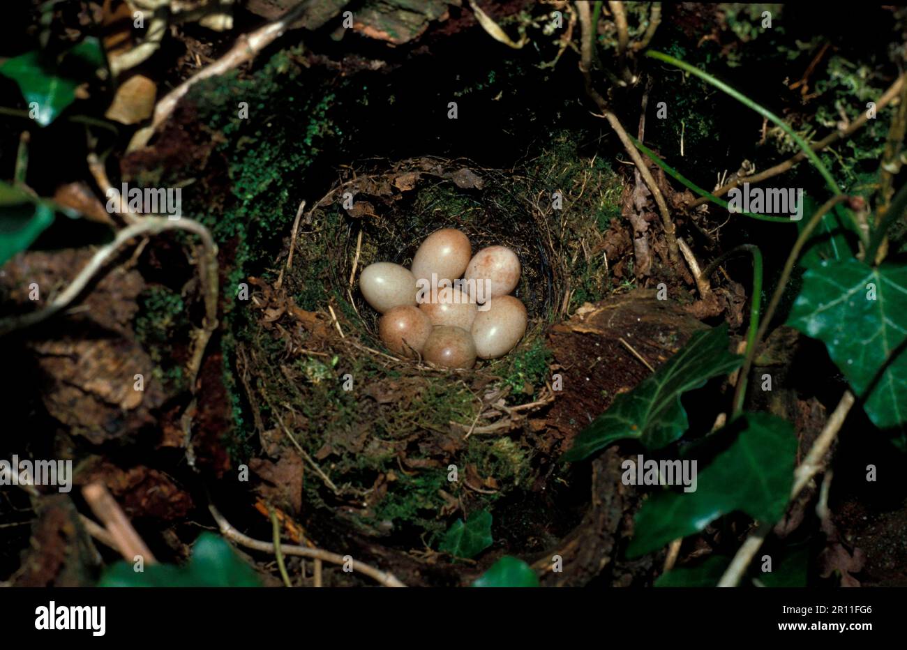Rapina europea (Erithacus rubecula), uccelli canori, animali, uccelli, Robin Nest e uova Foto Stock