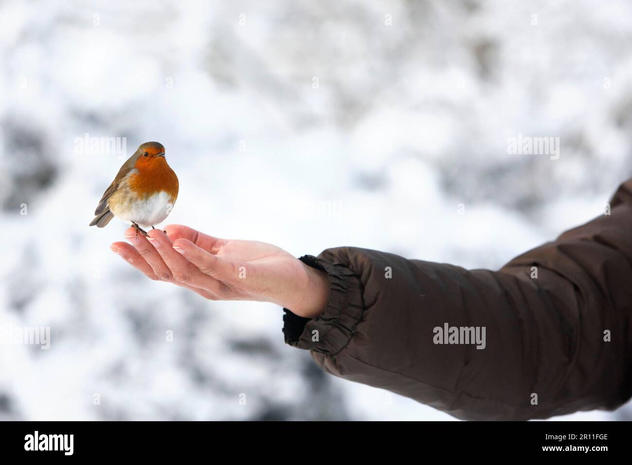 Europeo rapina (Erithacus rubecula) adulto, seduto a portata di mano nella neve, West Midlands, Inghilterra, Regno Unito Foto Stock