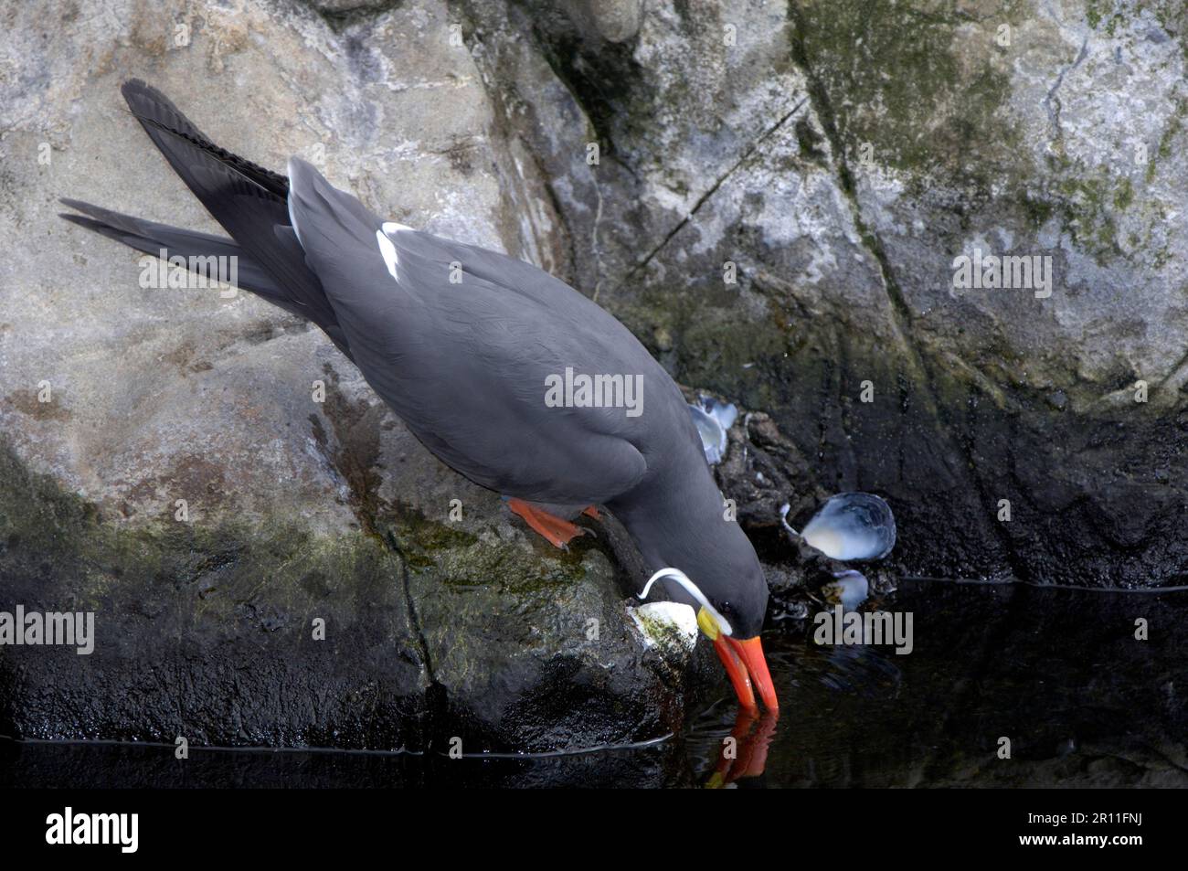 Inca Tern, Inca Tern, inca terns (Larosterna inca), terna, animali, uccelli, Inca Tern adulti, bere, prigioniero Foto Stock