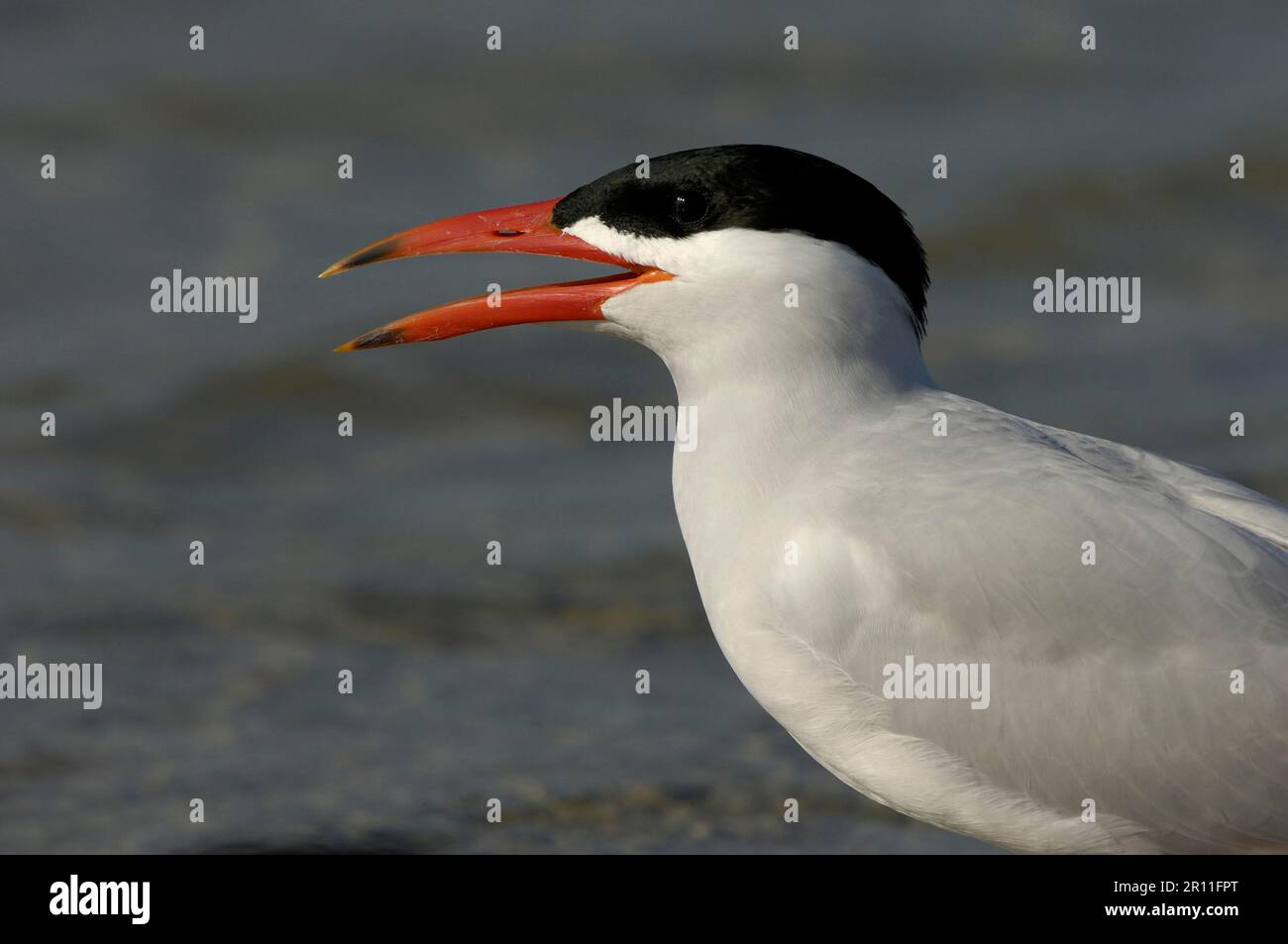 Terna Caspia, animali, uccelli, Terna Caspia adulti, primo piano, Becco aperto, Florida (U.) S. A Foto Stock