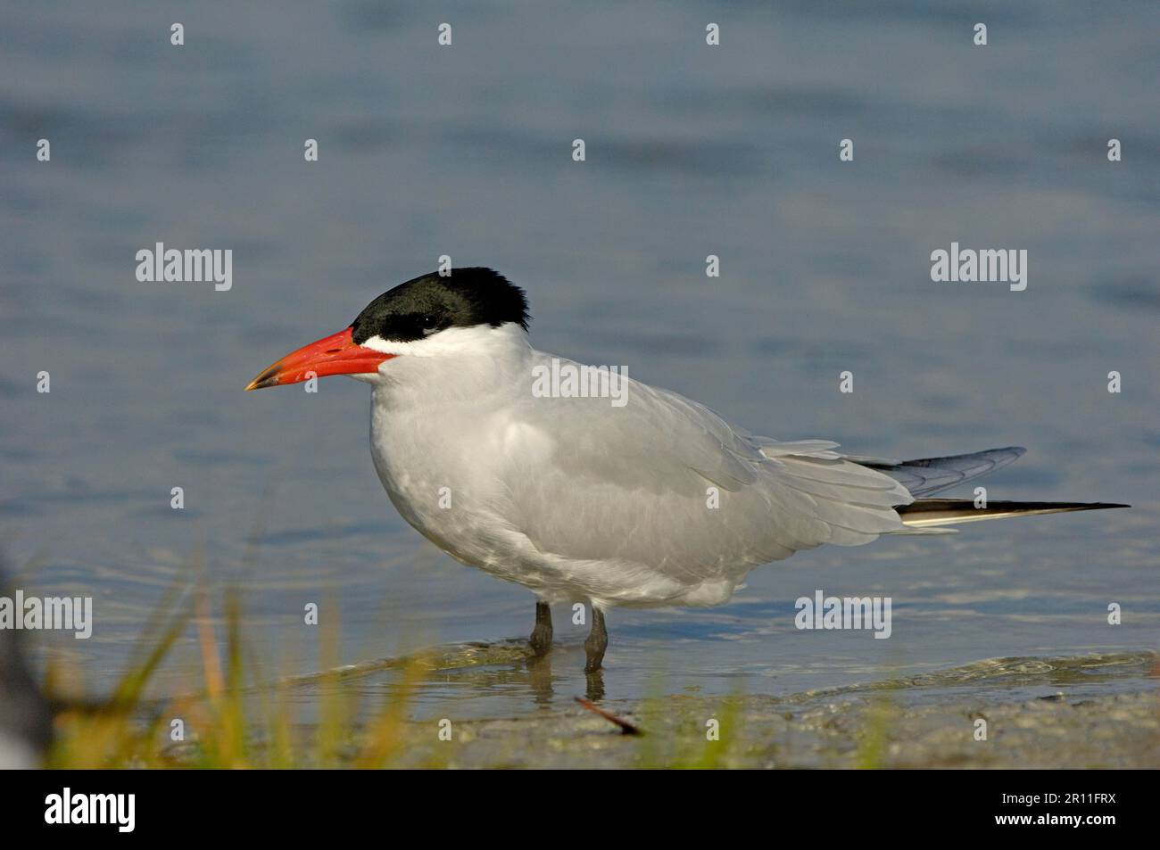 Terna Caspia, animali, uccelli, Terna Caspia adulta, in piedi a Waters Edge, Florida (U.) S. A Foto Stock