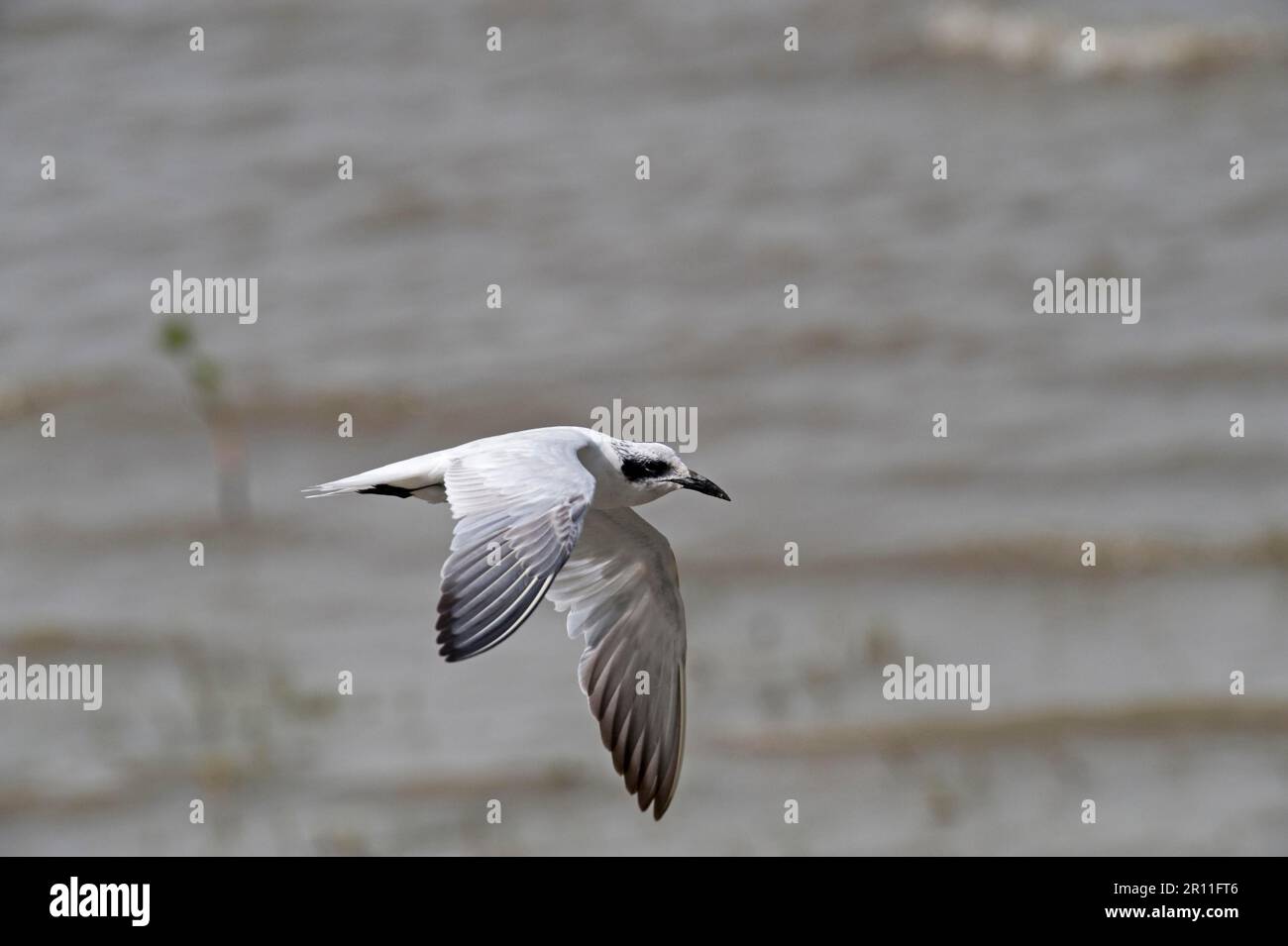 Terna di gabbiano adulto (Gelochelidon nilotica), piumaggio non riproduttivo, in volo sull'acqua, Cairns, Queensland, Australia Foto Stock