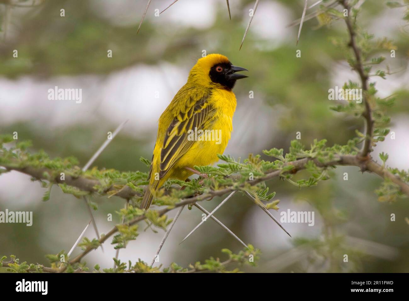 Tessitore dalla testa nera (Ploceus cucullatus), tessitore del villaggio, borsa macchiata, razza bohndorffi, Serengeti, Tanzania Foto Stock