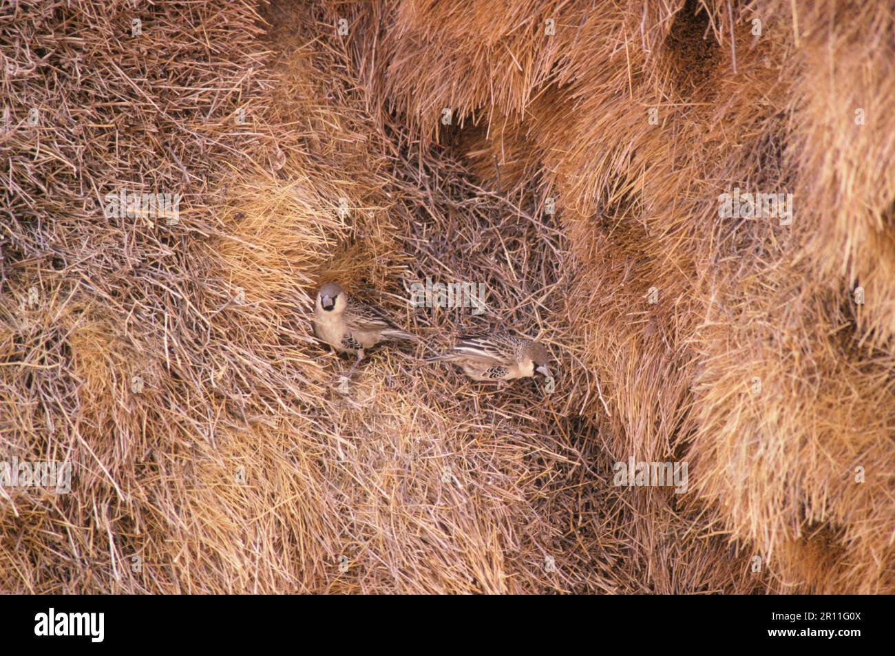 Tessitore socievole socievole (Philetairus socius) al buco nido nei nidi coloniali Foto Stock