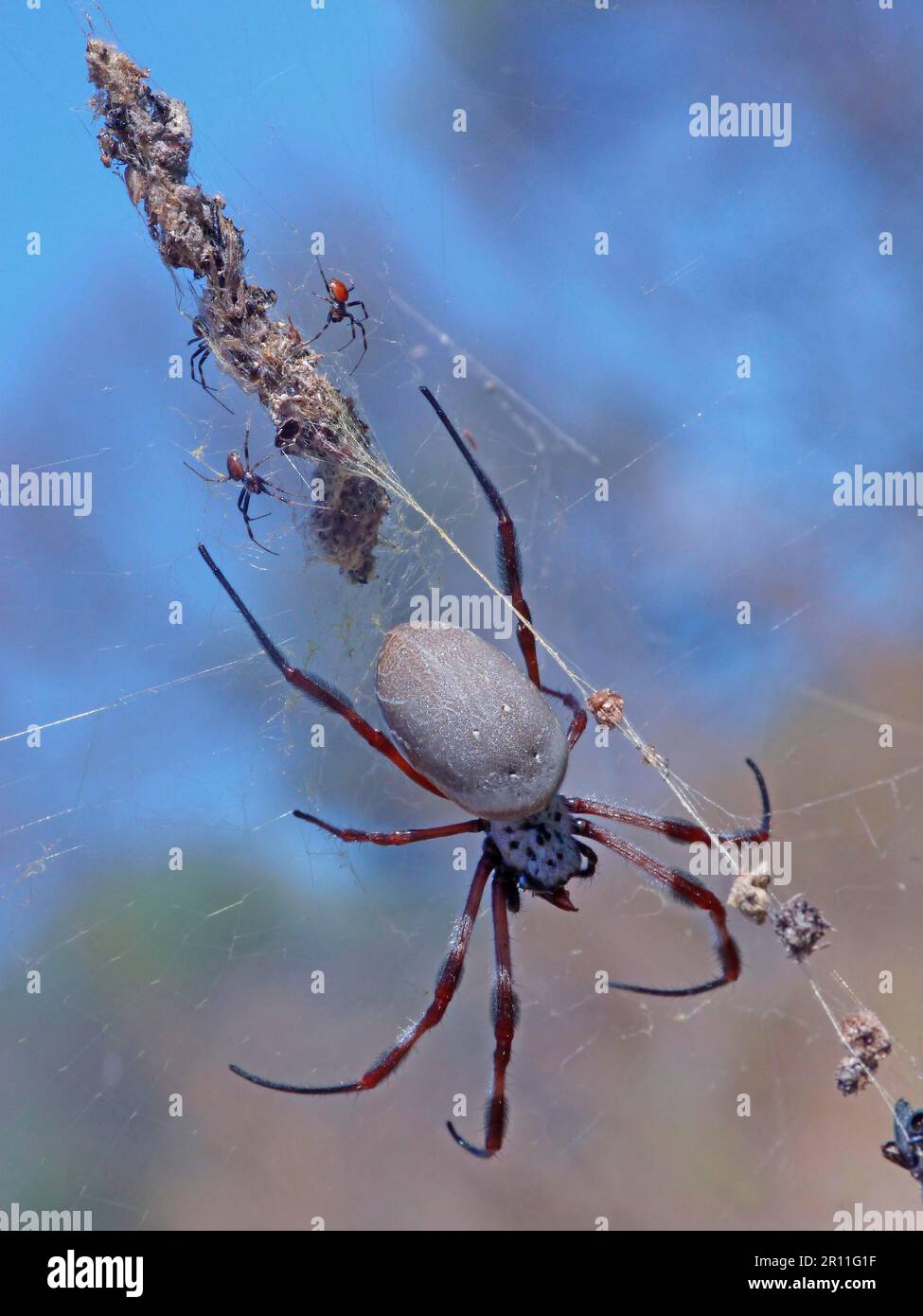 Ragno di seta, ragni di seta, altri animali, ragni, aracnidi, Animali, ragni a ruote, ragno d'oro costiero (Nophila plumipes) adulto Foto Stock