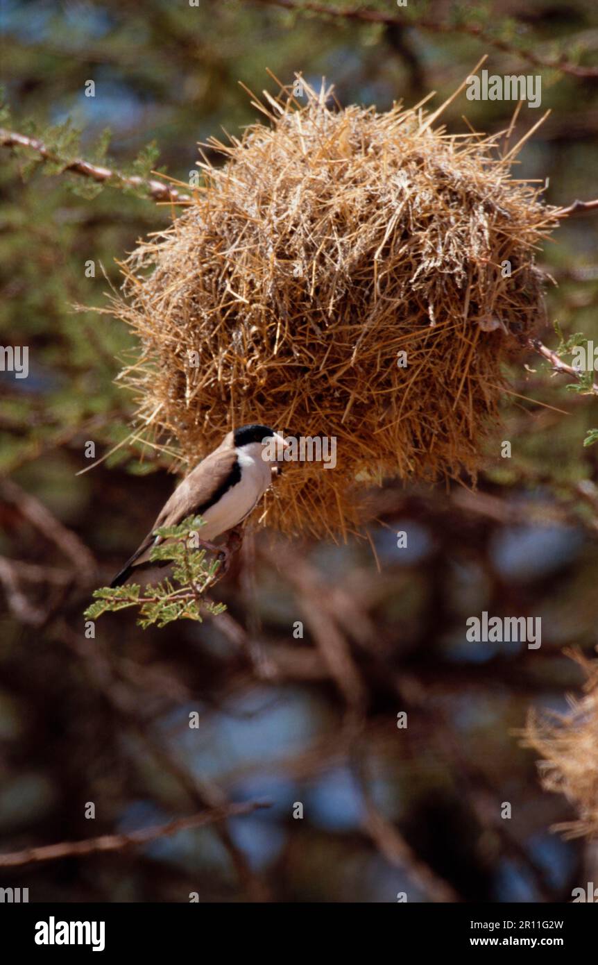 Black-capped Social Weaver, Black-capped Social Weaver, songbirds, animali, uccelli, Weaver Birds, Black-capped Social Weaver (Pseudonigrita cabanisi) Foto Stock