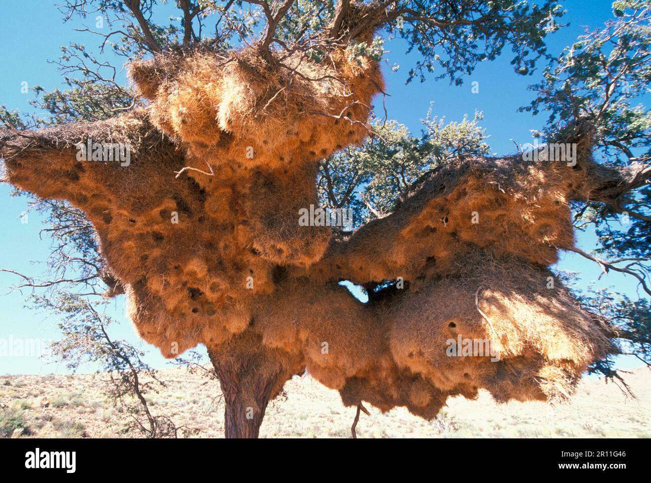 Tessitore socievole socievole (Philetairus socius) nidi coloniali forse il più grande nido di uccelli! (S) Foto Stock