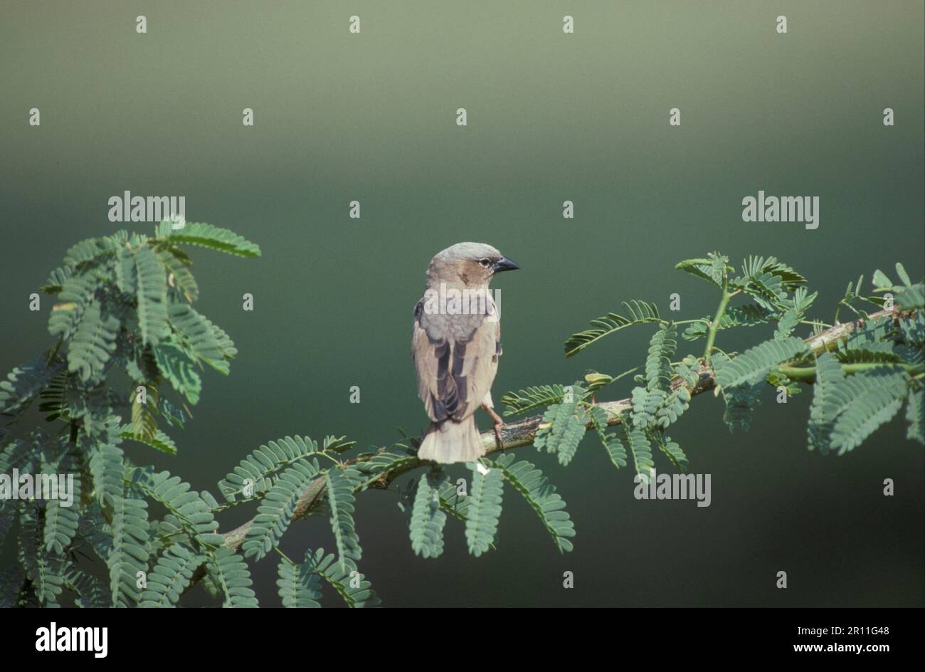 Tessitore sociale con cappuccio grigio (Pseudonigrita arnaudi), tessitore marmorizzato, uccelli canori, animali, uccelli, Weaver Birds, Grey-headed Social Weaver Foto Stock