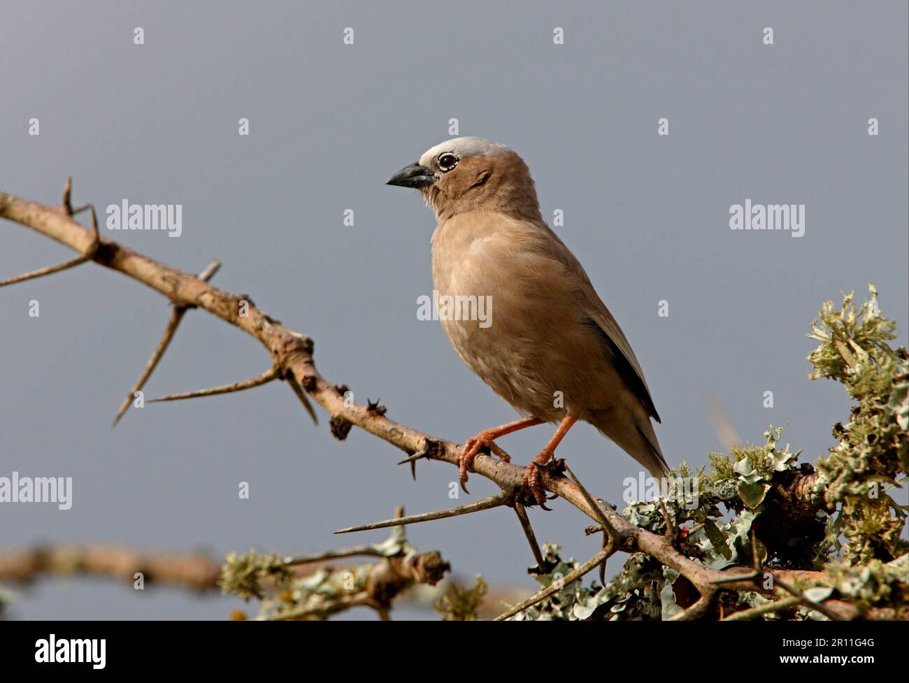 Tessitore sociale con cappuccio grigio (Pseudonigrita arnaudi), lacewing in marmo, uccelli canori, animali, uccelli, Weaver Birds, Grey-capped Social-Weaver adulto Foto Stock