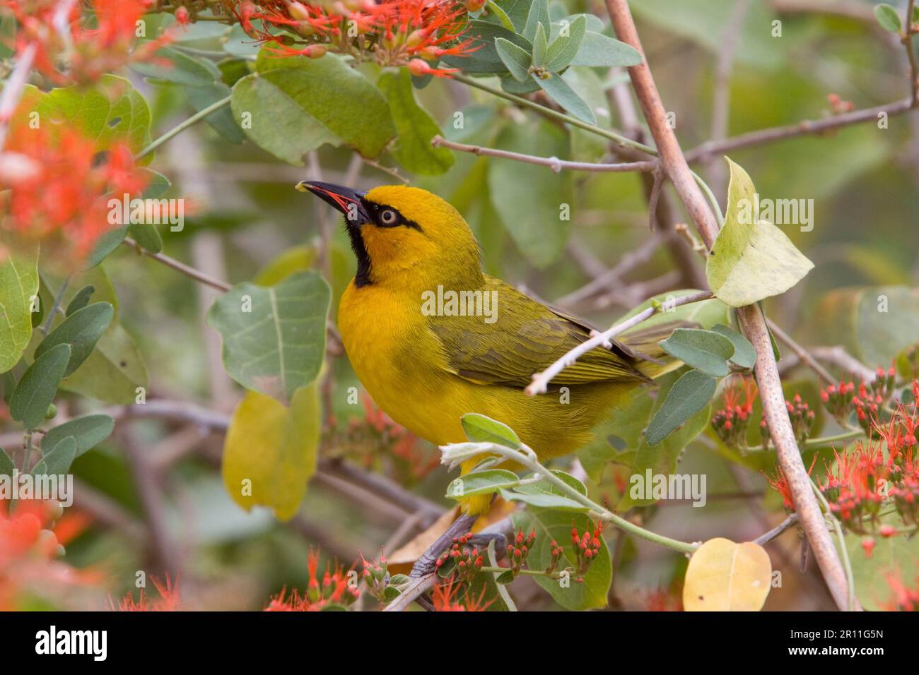 Weaver con occhiali, uccelli canori, animali, uccelli, uccelli canori, Tessitore con occhietto maschio Foto Stock