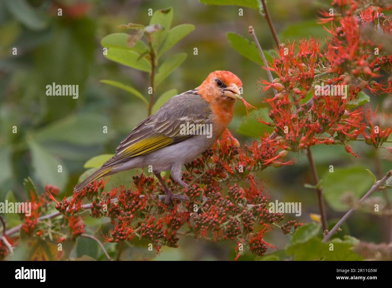 Lemur nano delle orecchie da pelliccia (melanotis), Malimbus rubriceps, Scarlet Weaver, songbirds, animali, Uccelli, Weaver uccelli, maschio di allevamento Redheaded Weaver Foto Stock