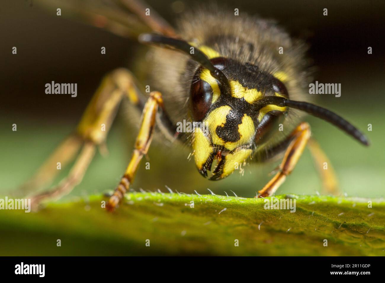 Vespa comune (Vespula vulgaris), regina Foto Stock