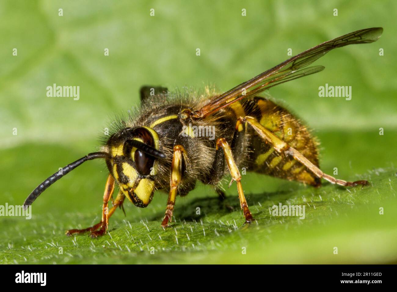 Vespa comune (Vespula vulgaris), regina Foto Stock