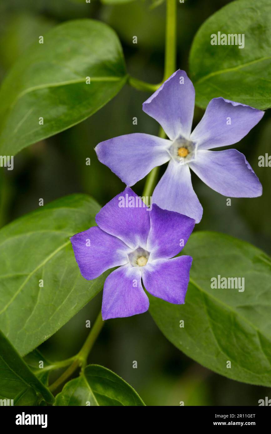 (Pervinca Vinca major) Foto Stock