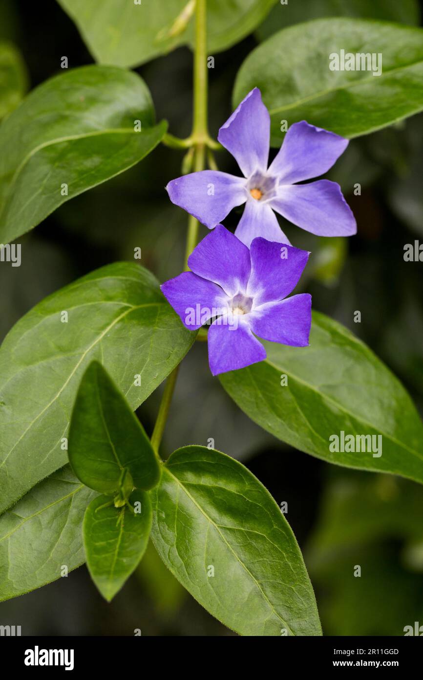 (Pervinca Vinca major) Foto Stock